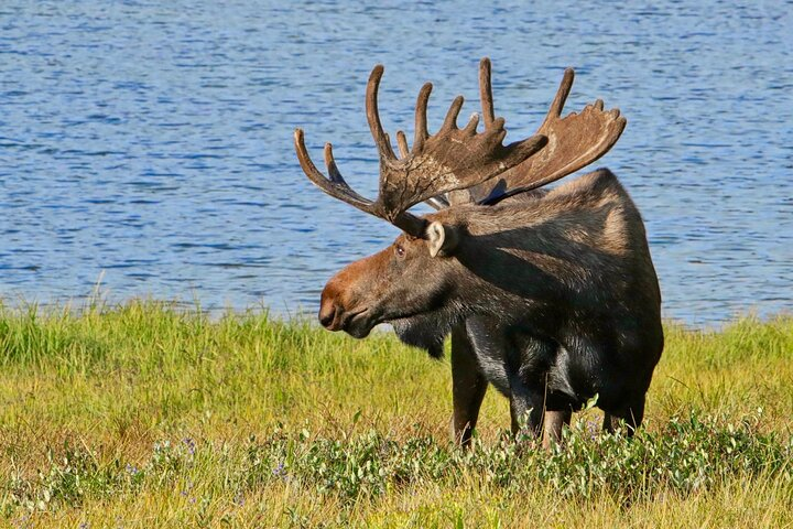 Full-Day Rocky Mountain National Park "Over The Top Tour" - RMNPhotographer - Photo 1 of 25